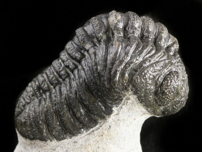 Detailed Phacops Trilobite - Morocco #46717